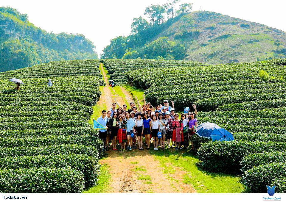 Đồi chè mộc châu